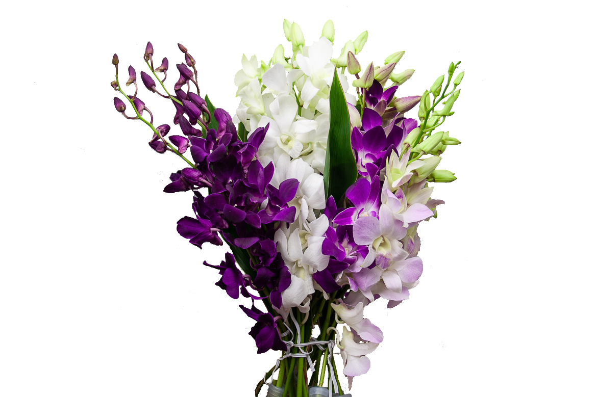 Dendrobium • THA