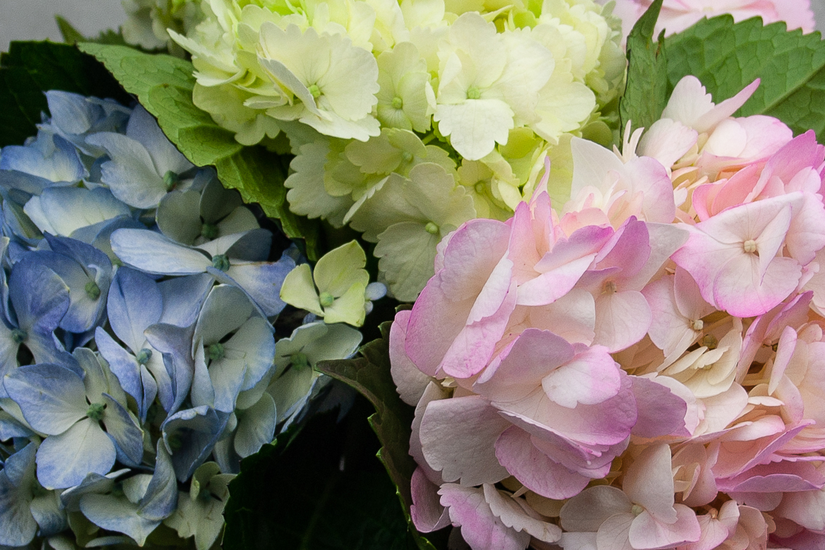 Hydrangeas • CO