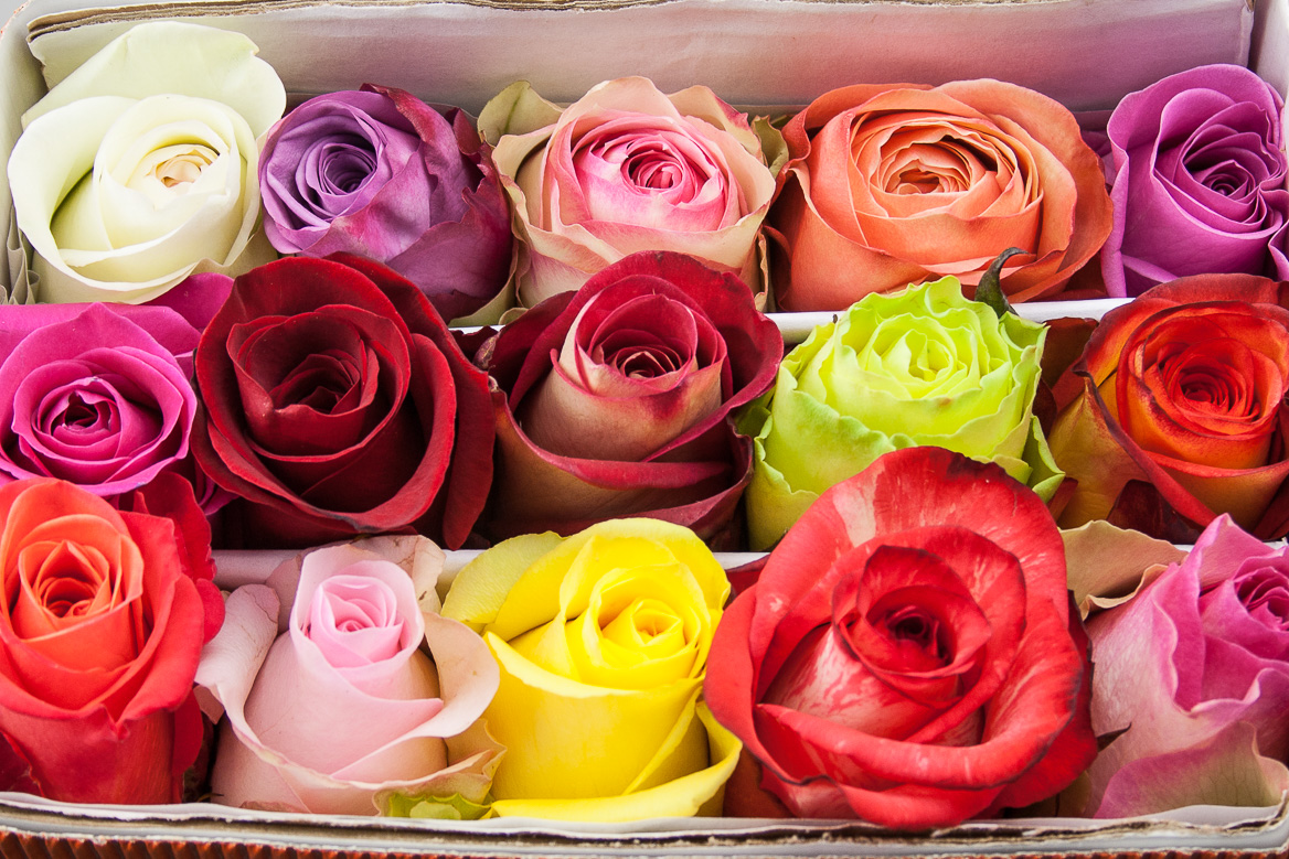 Roses • EC