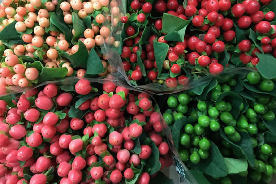 Hypericum • EC