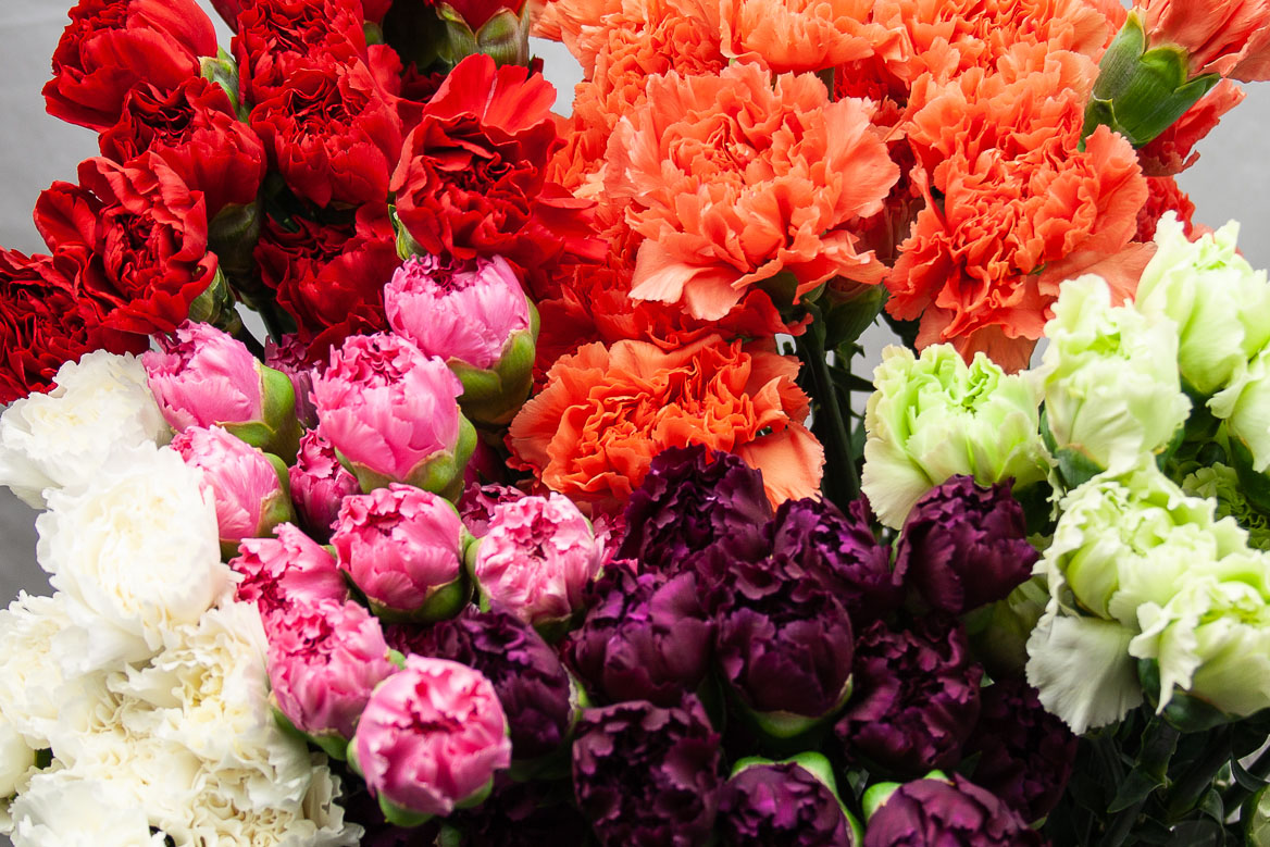 Carnations • CO